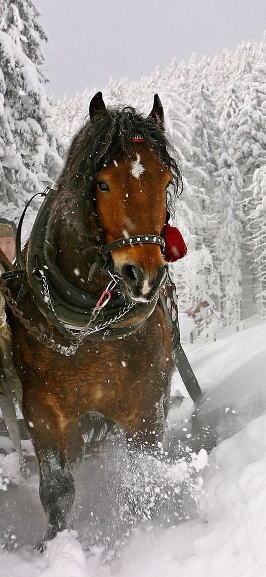 horse, snow, sled, sledding