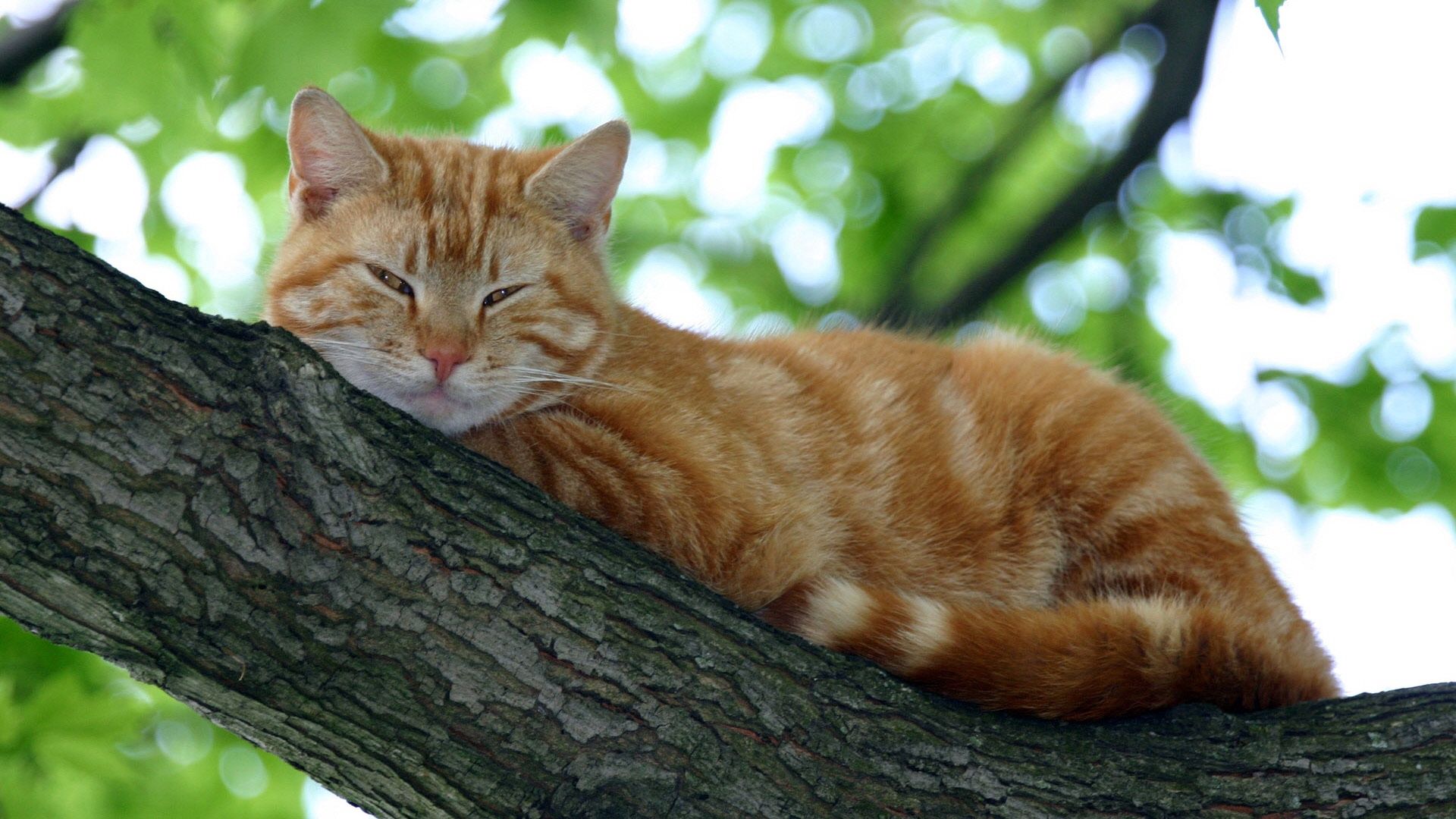 cat, striped, muzzle, sleep