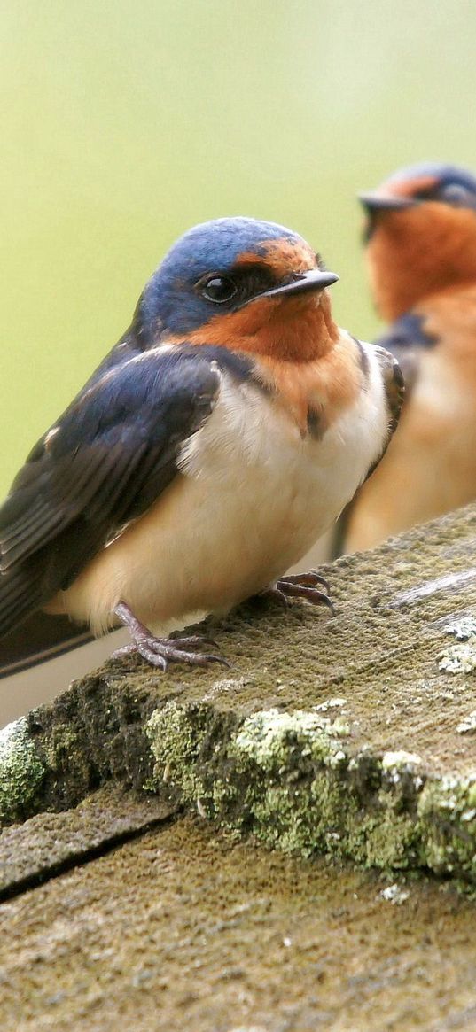 birds, couple, caring