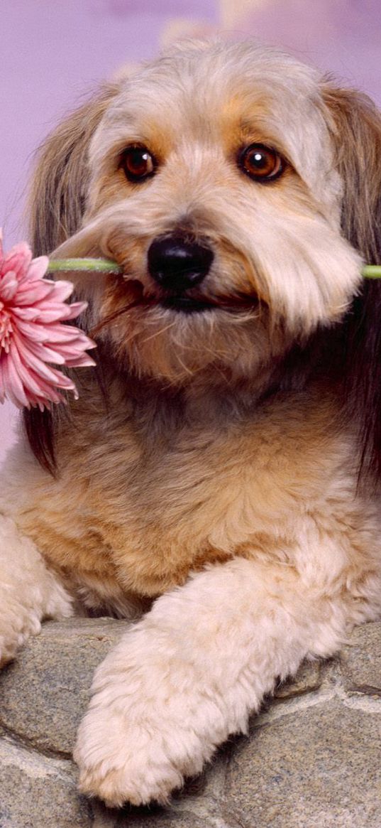 dog, muzzle, flower, waiting