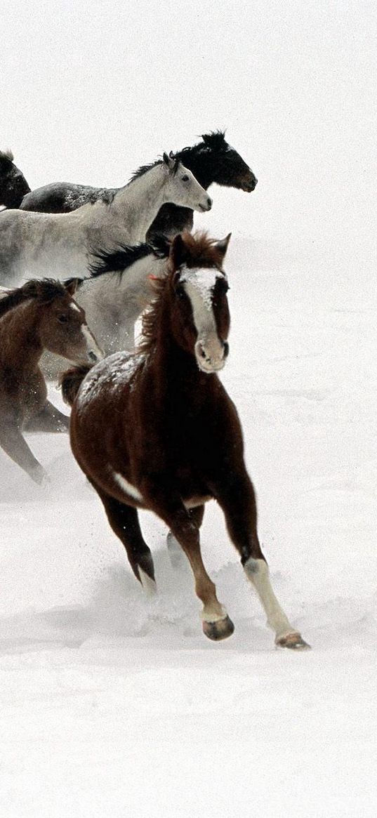 horse, herd, running, snow