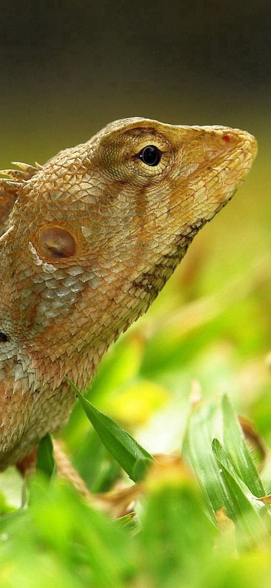 lizard, grass, color, reptile