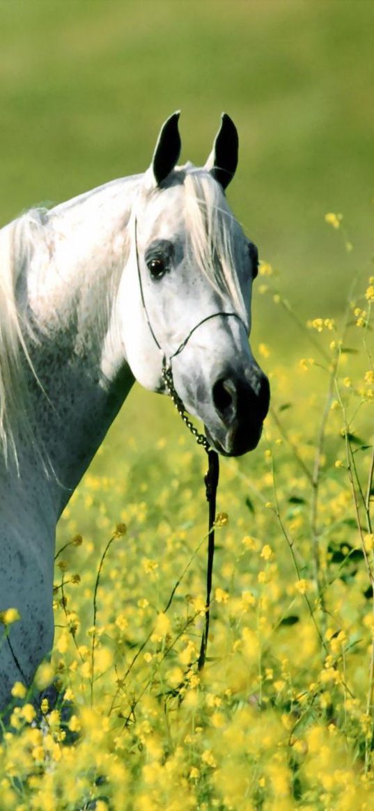 horse, grass, flowers, walking, light