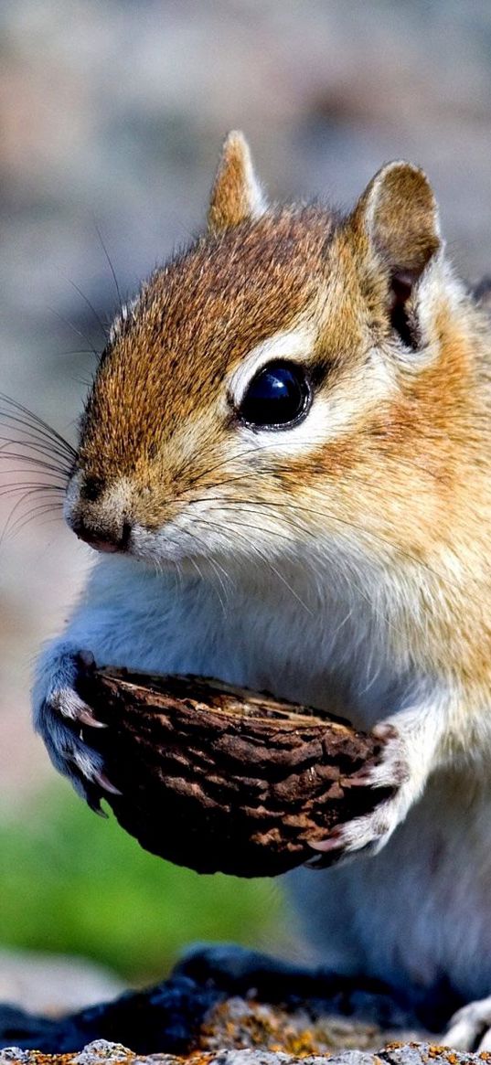 squirrel, nuts, food, stones