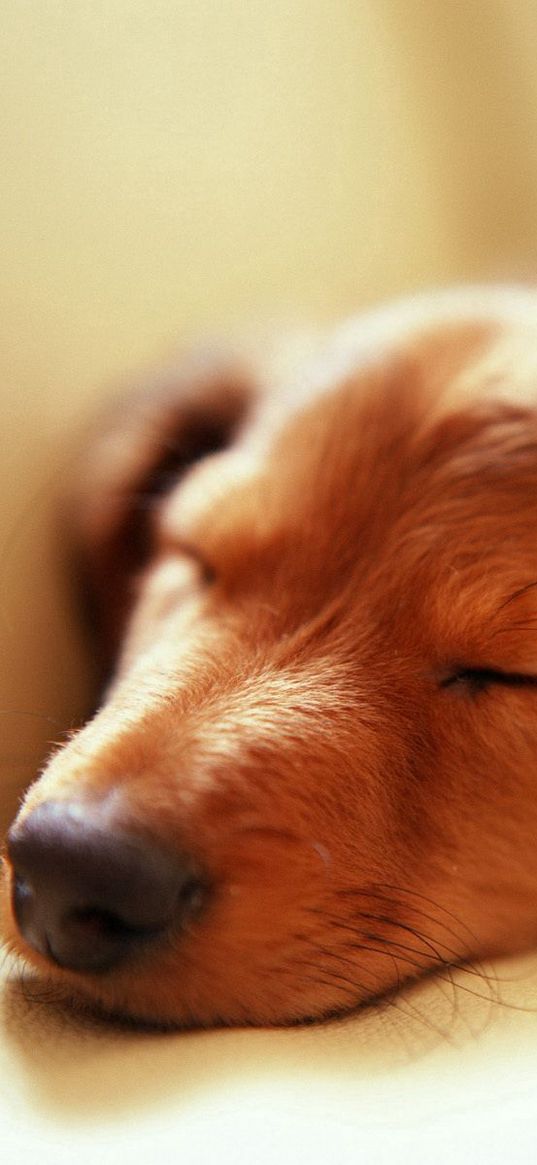 dog, muzzle, sleep, fluffy