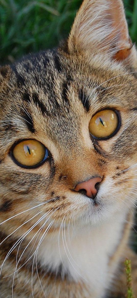 cat, muzzle, grass, honey, look