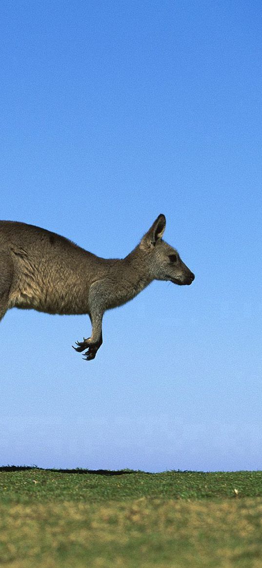 kangaroo, couple, field, grass, sky, dive