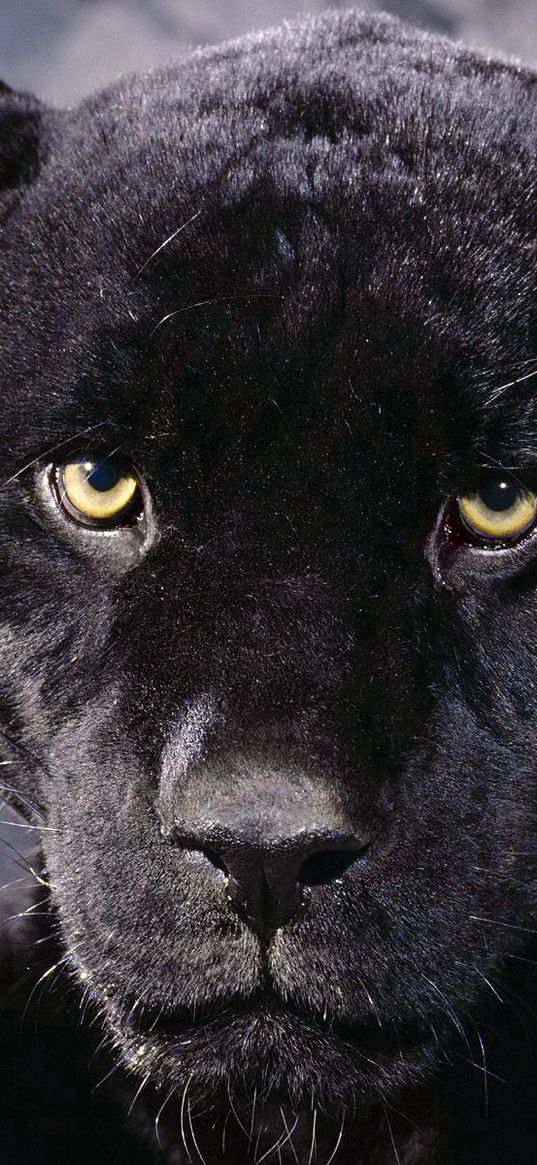 panther, muzzle, eyes, anger