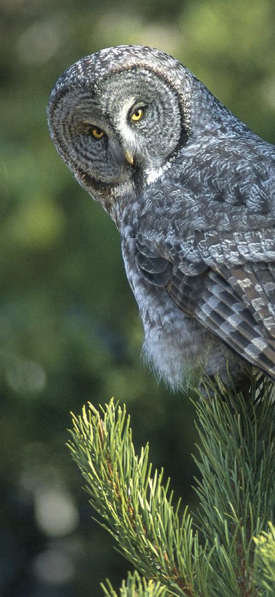 owl, spruce, opinion, expectation, bird, predator