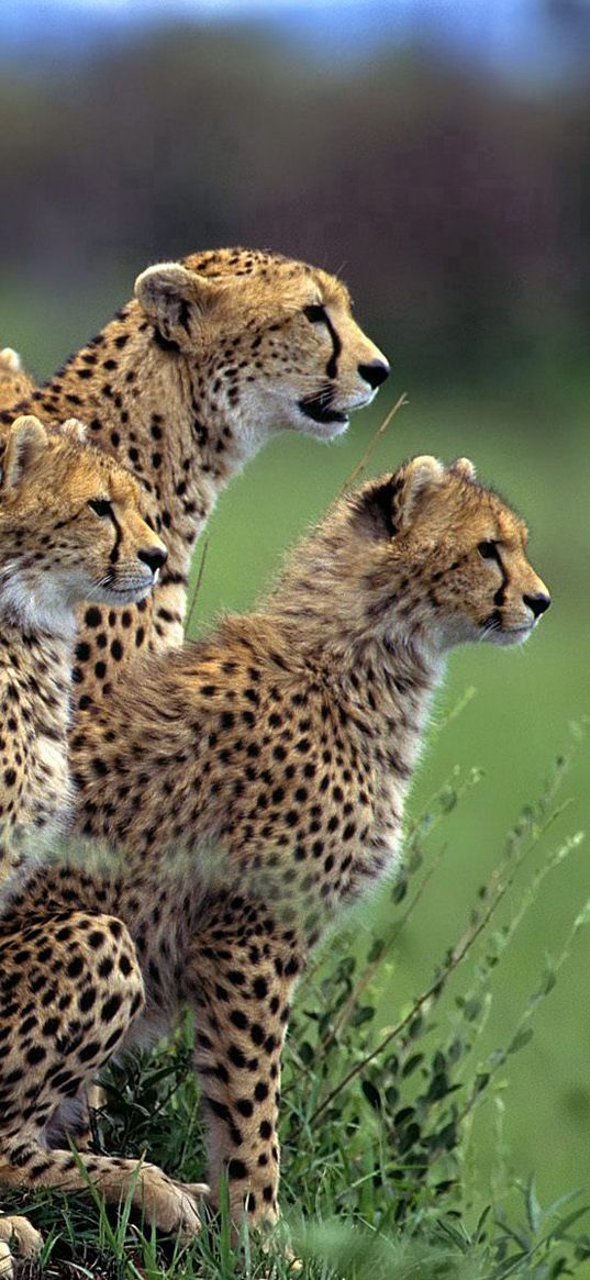 cheetah, herd, lot, walking, hunting, grass