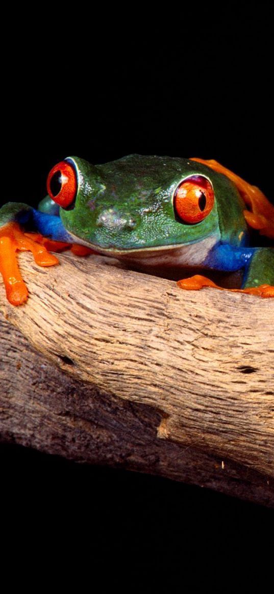 frogs, couple, unusual, tree, climbing