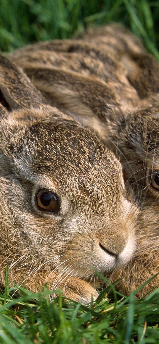 rabbits, couple, grass, funk, hiding