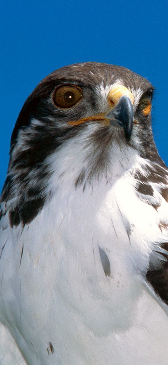 eagle, beak, predator, bird, sky