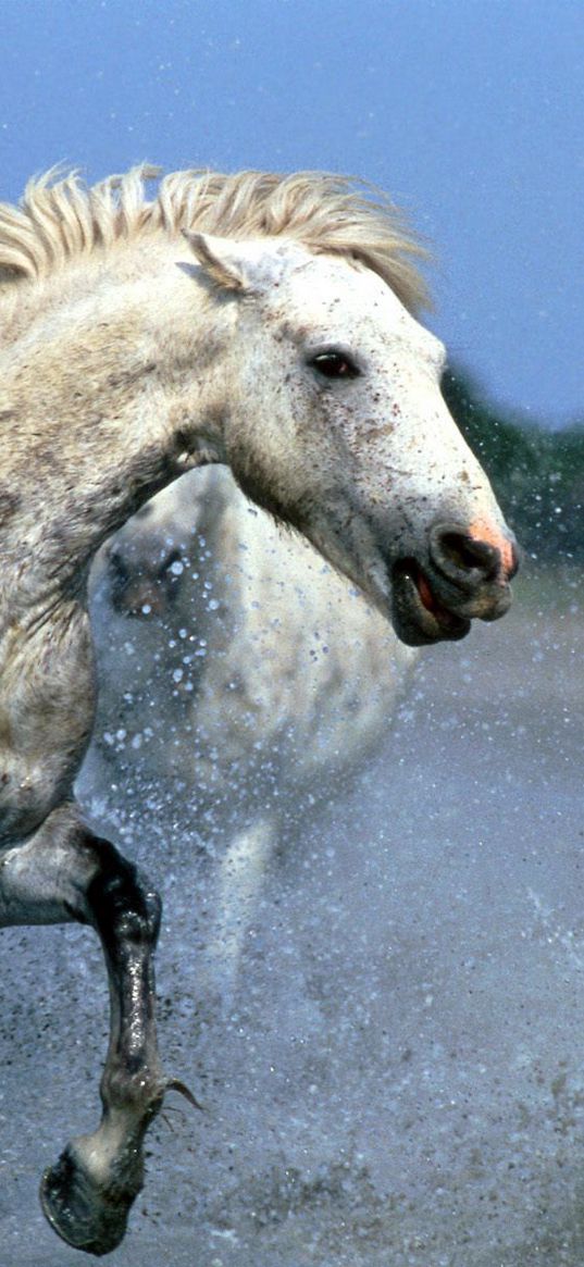 horse, splashing, water, walk, couple