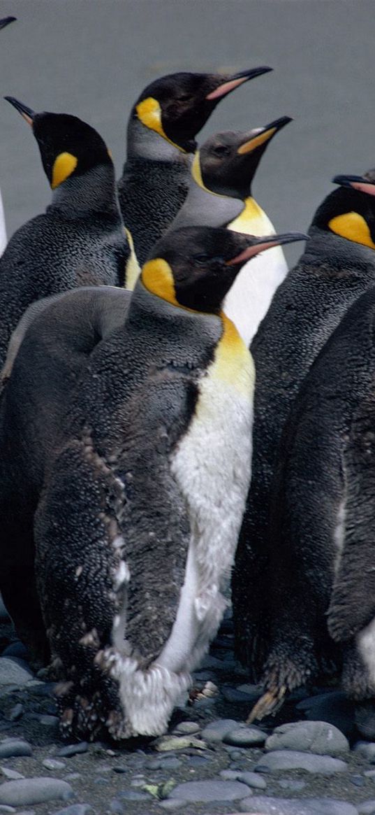 penguins, pack, water, spray, bird