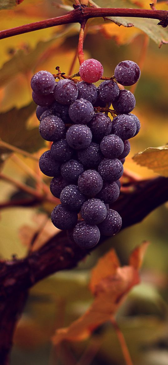 grapes, bunch, wet, autumn