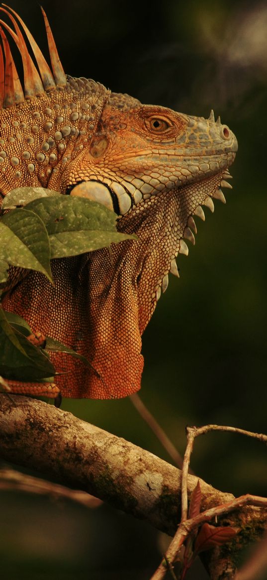 iguana, lizard, reptile, branch, brown