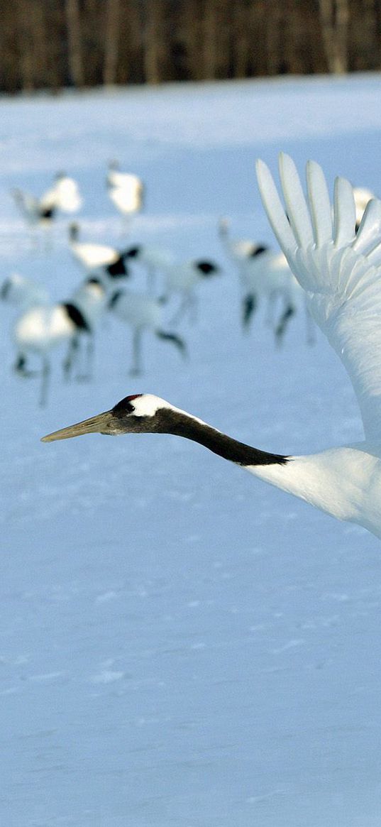 stork, snow, flock, bird, flight