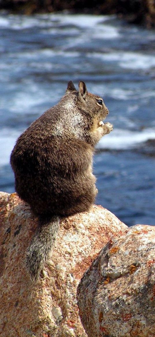 squirrel, sea, food, surf, stones, sit