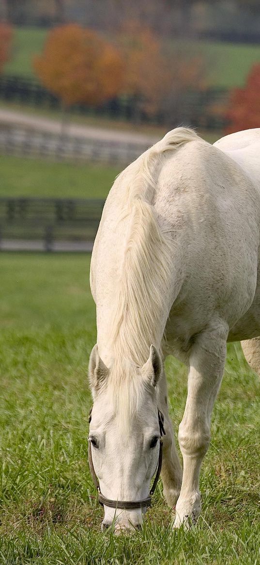 horse, walk, grass, food, field