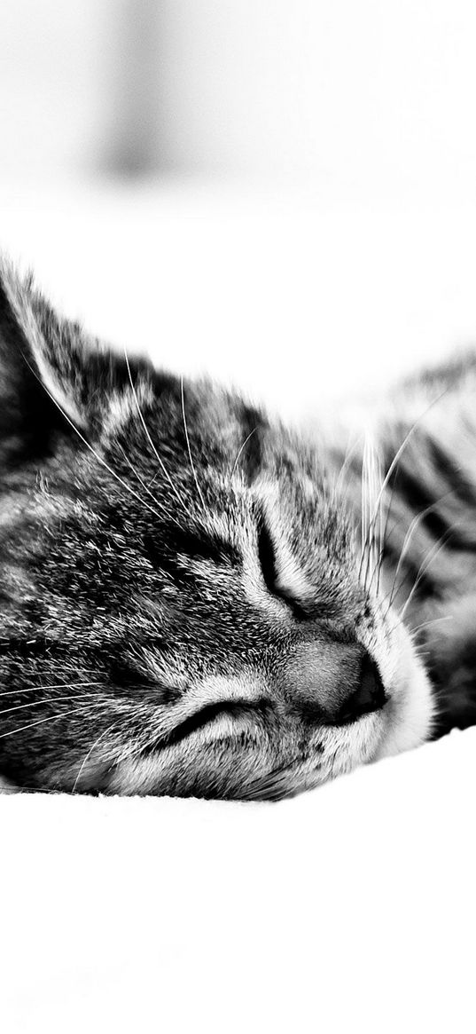 cat, lie, blanket, sleeping, black white