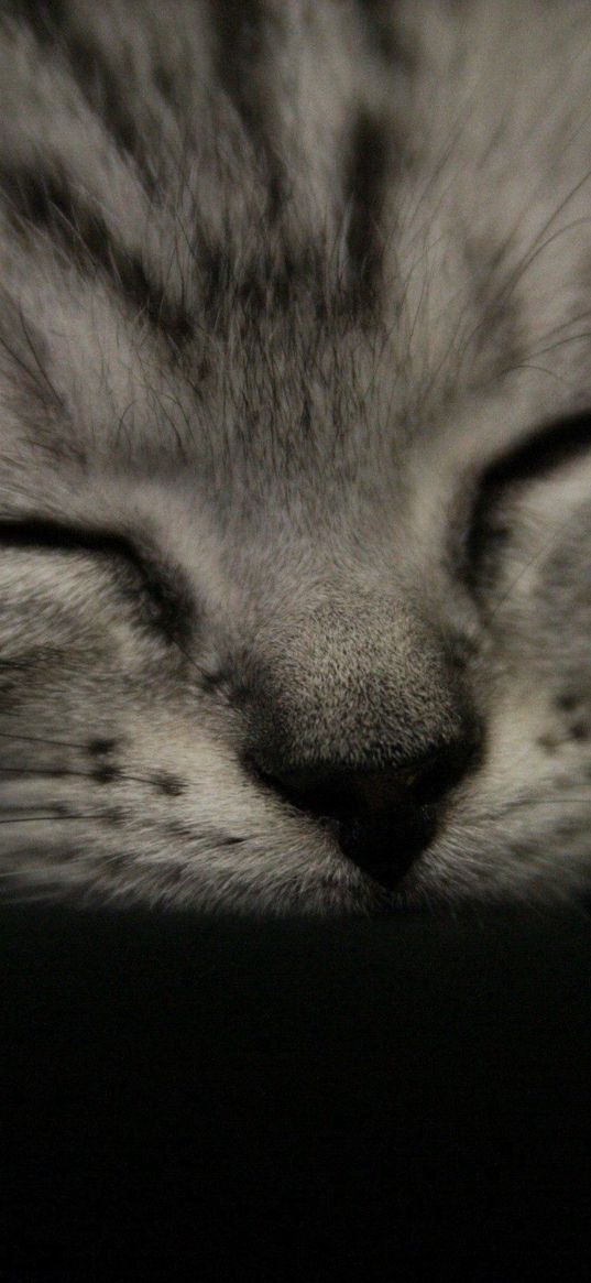 kitten, muzzle, sleep, black white, striped