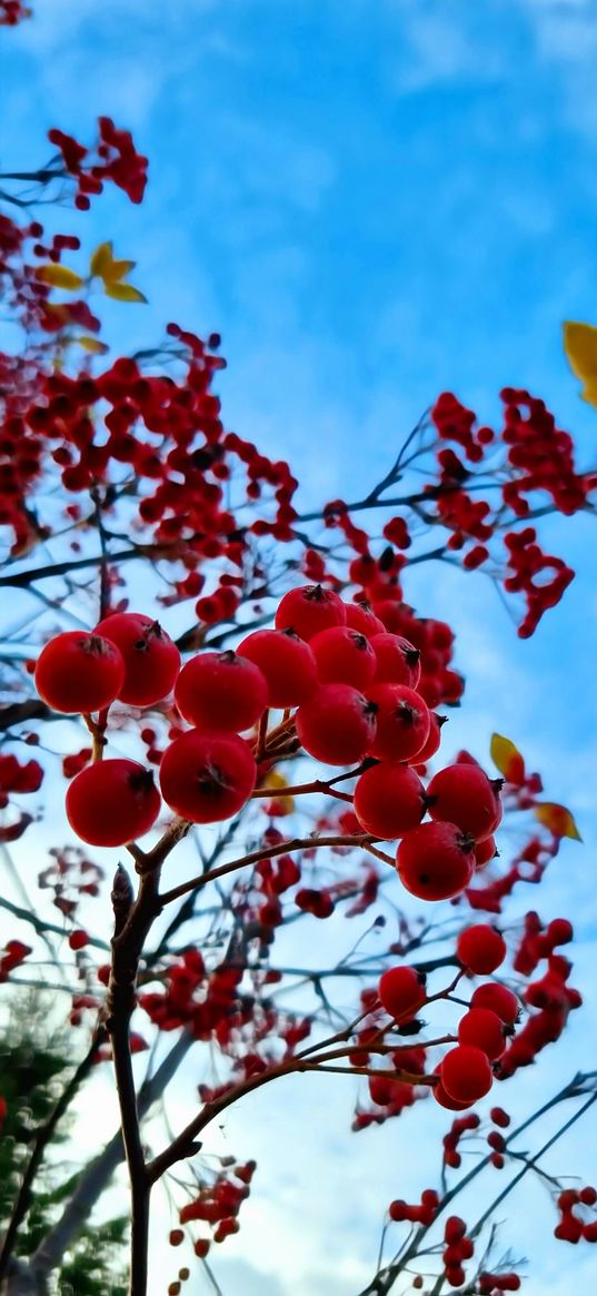 viburnum, berries, sky, autumn