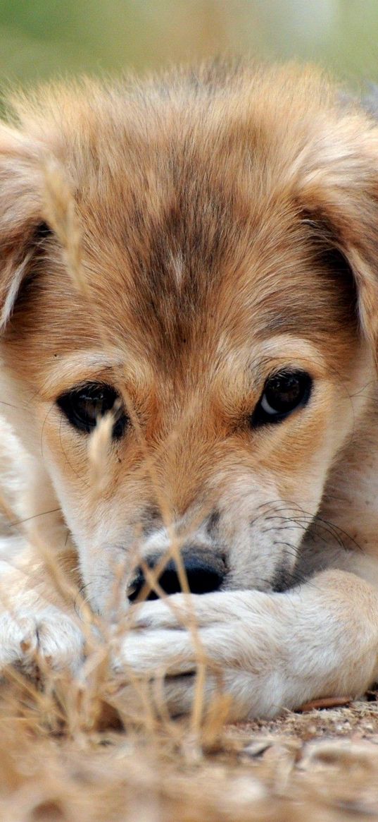 puppy, grass, lie down, play