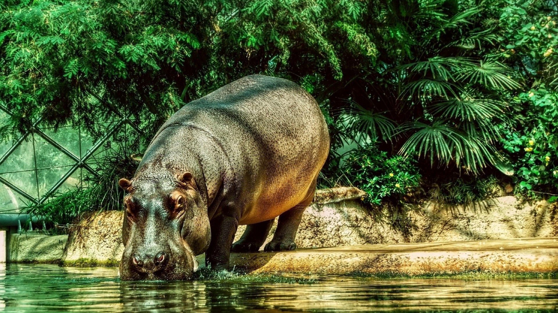 hippopotamus, water, thirst, grass, beach