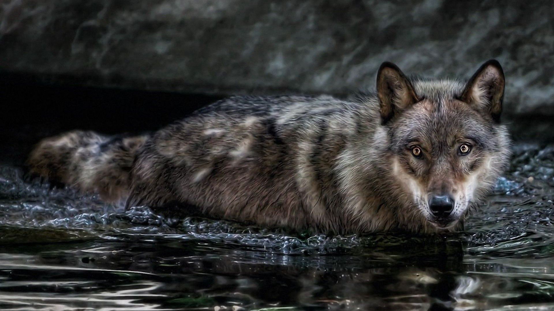 wolf, water, swim, hunt, look, predator