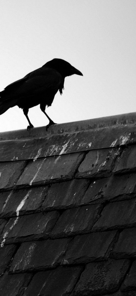 raven, bird, roof, sky, black white