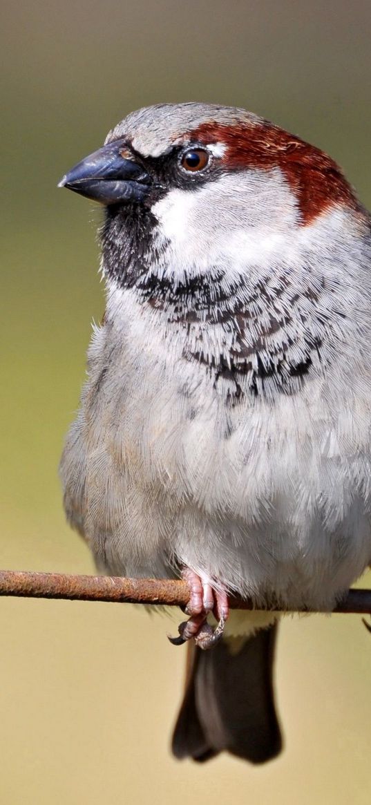 sparrow, bird, branch, sit