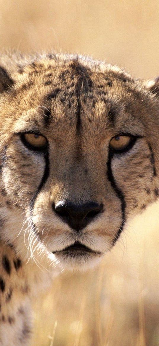 cheetah, waiting, grass, background, big cat, muzzle