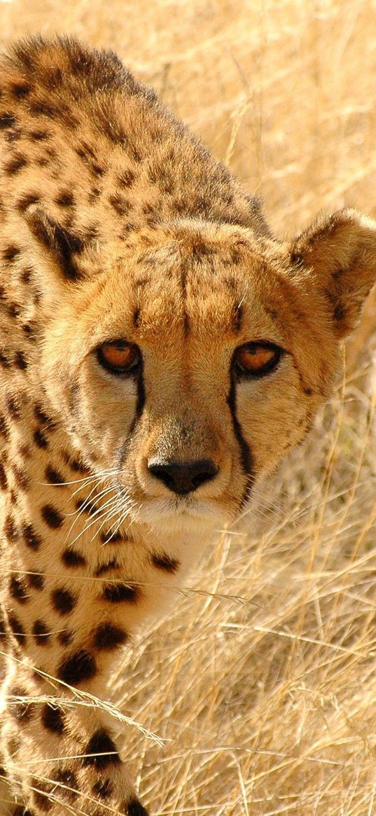 cheetah, grass, hunt, look, attentive