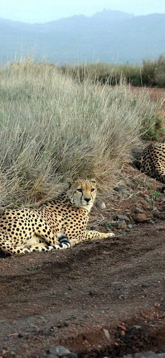 cheetahs, grass, road, three, sit, hunting