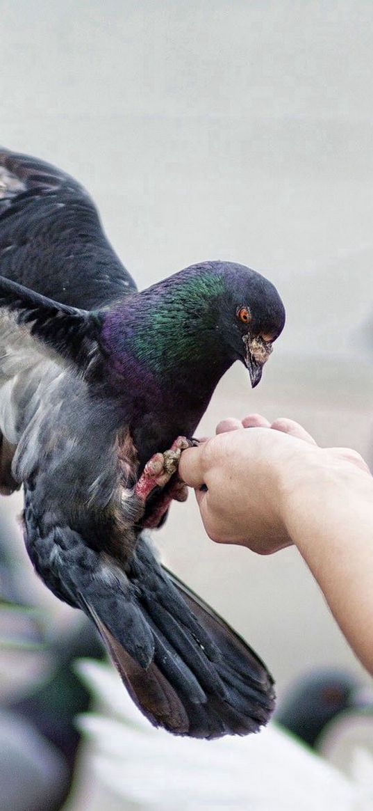 pigeons, birds, feeding, stroke