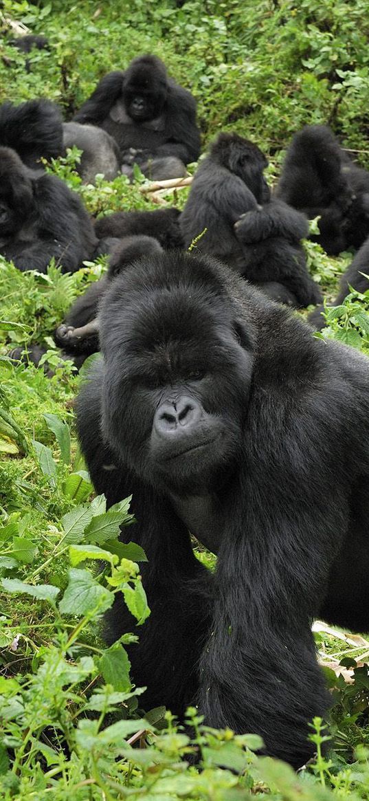 gorilla, grass, trees, walk