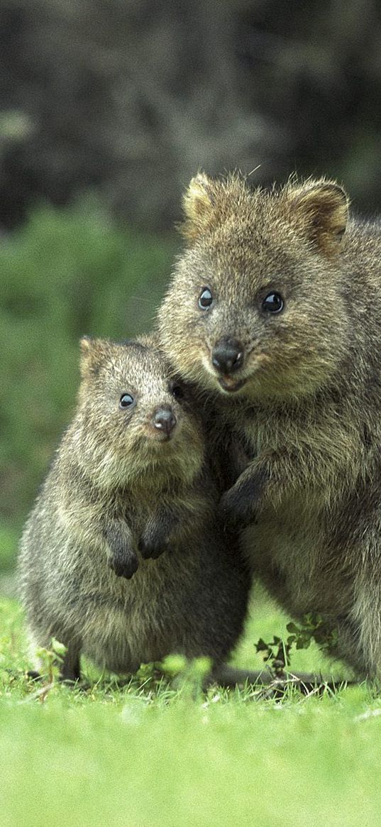 kvokka, couple, cub, caring, grass, walk