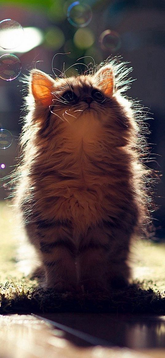 kitten, bubbles, fluffy, glare, light