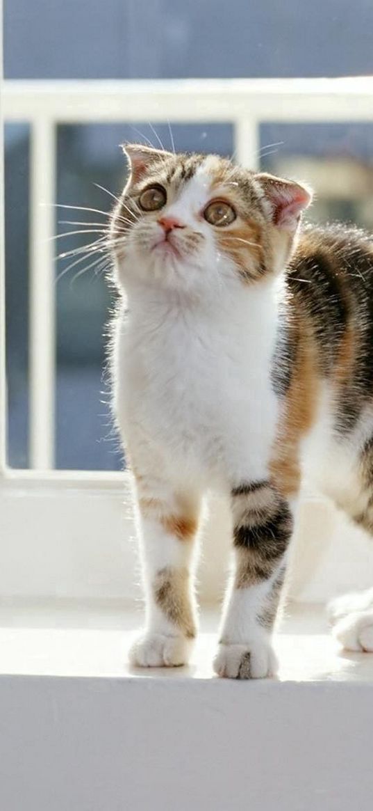 kitten, window sill, striped, care