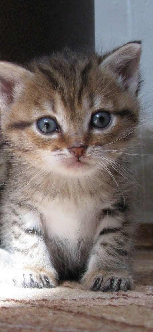 kittens, babies, couple, sit, shadow