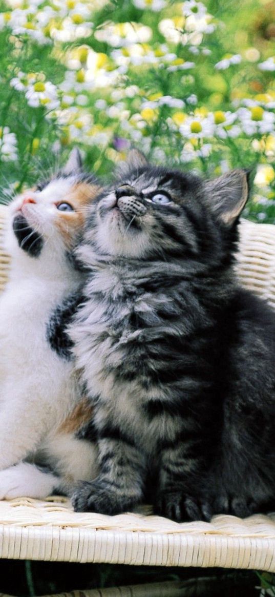 kittens, couple, chair, chamomile, waiting, dear