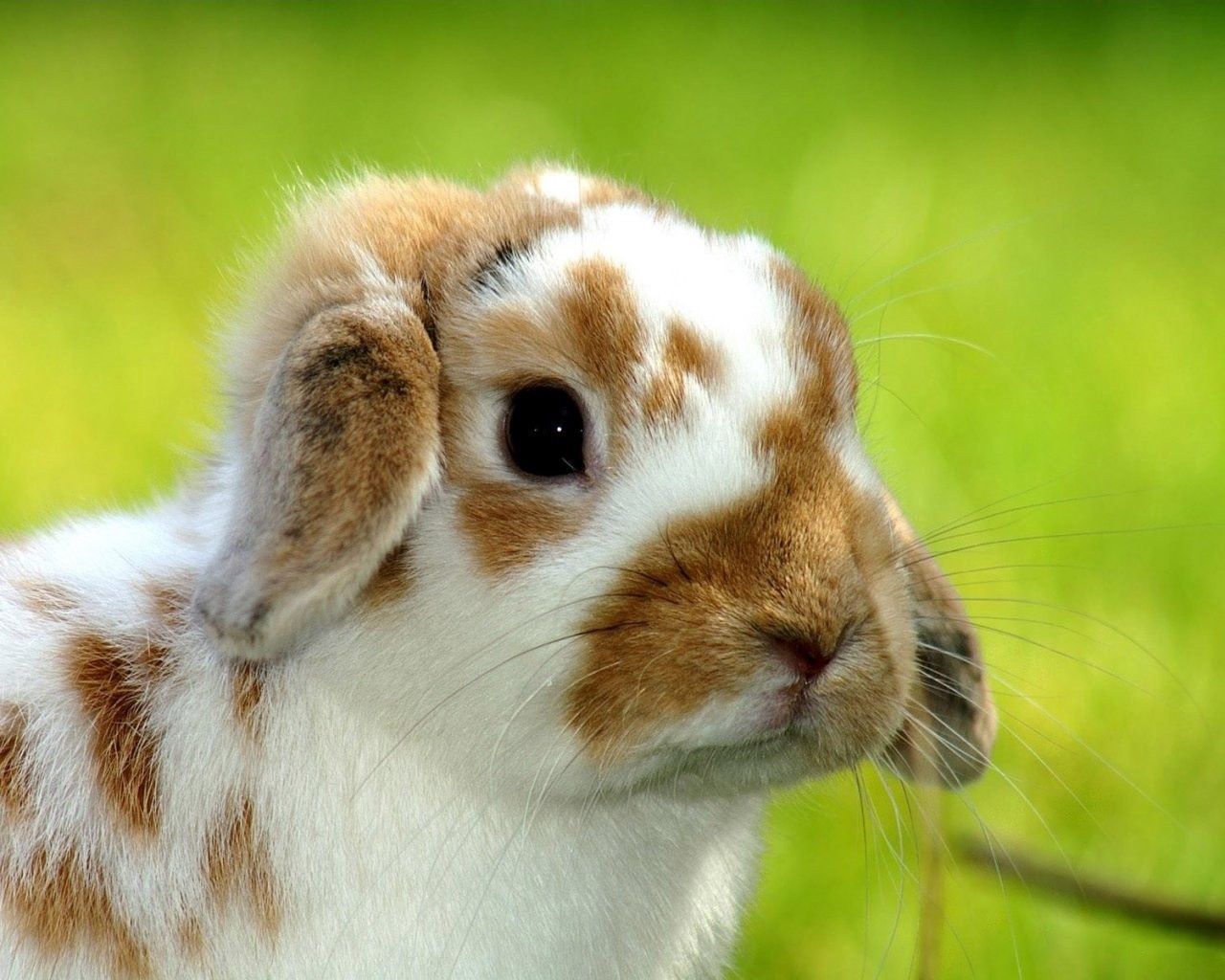 rabbit, snout, spotted, baby