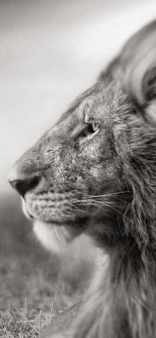 lion, mane, muzzle, black white, wind, field