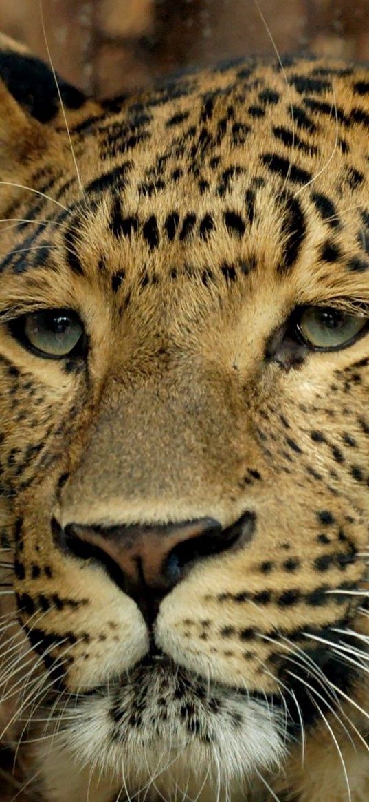 leopard, muzzle, eyes, big cat