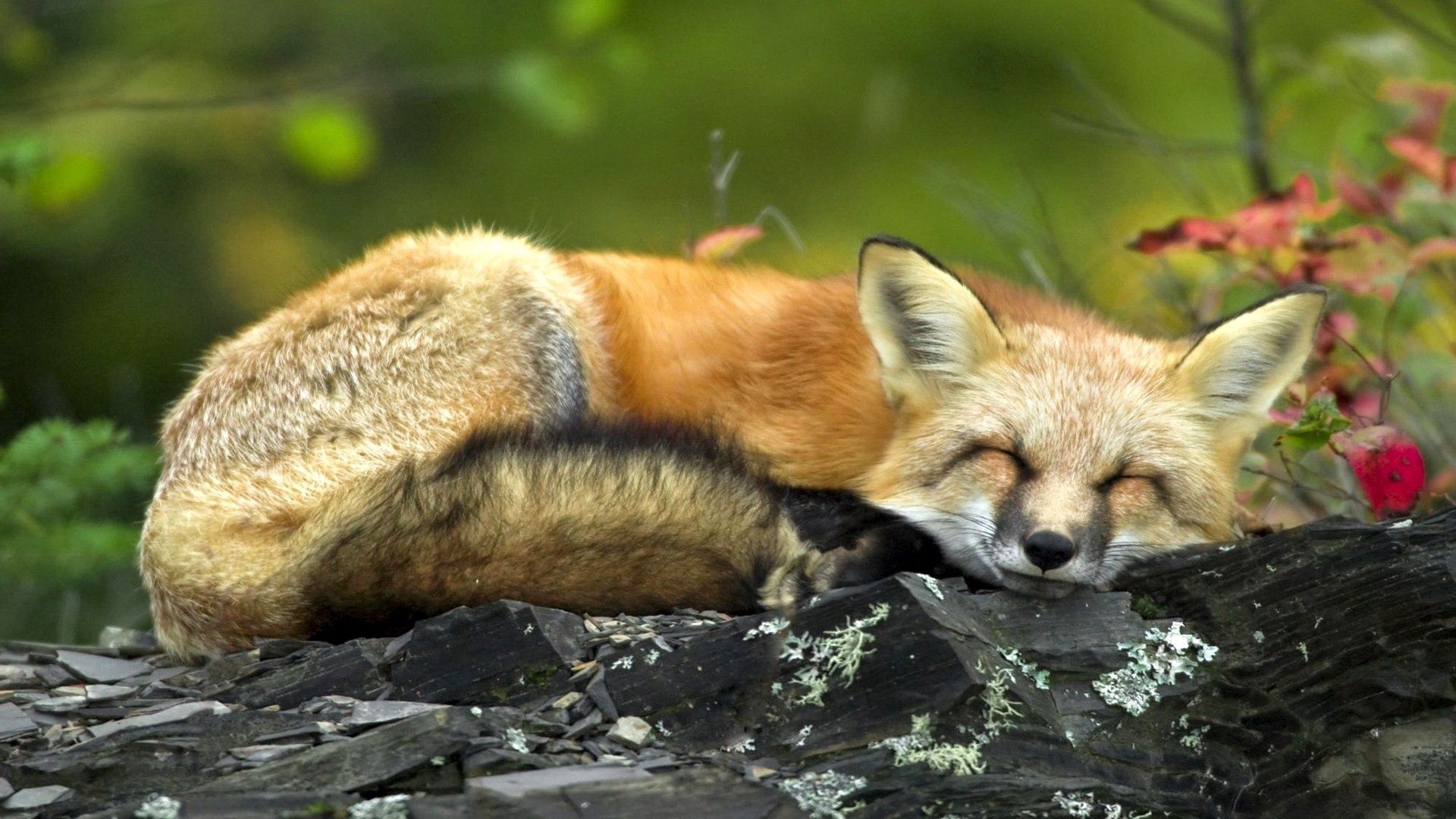 fox, twigs, lying, sleep