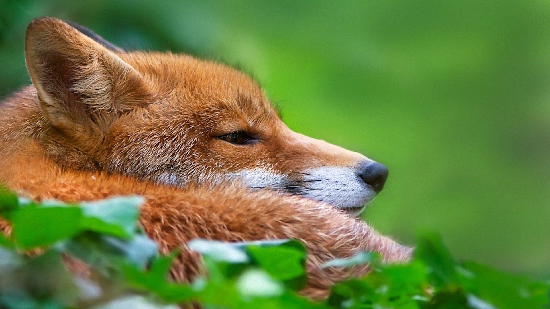 fox, grass, muzzle, hunting