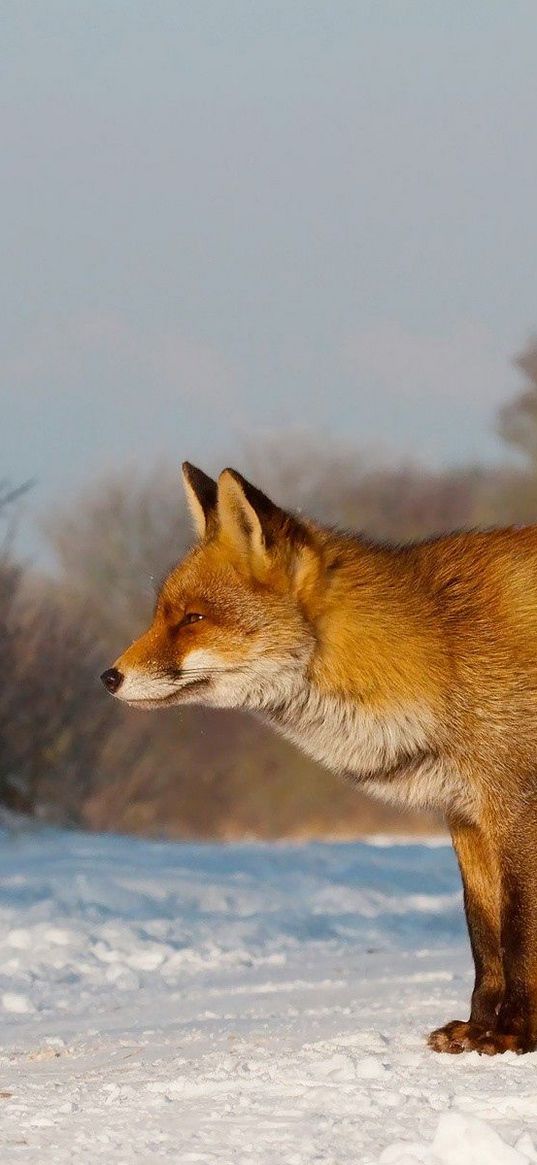 fox, snow, walk, hunting