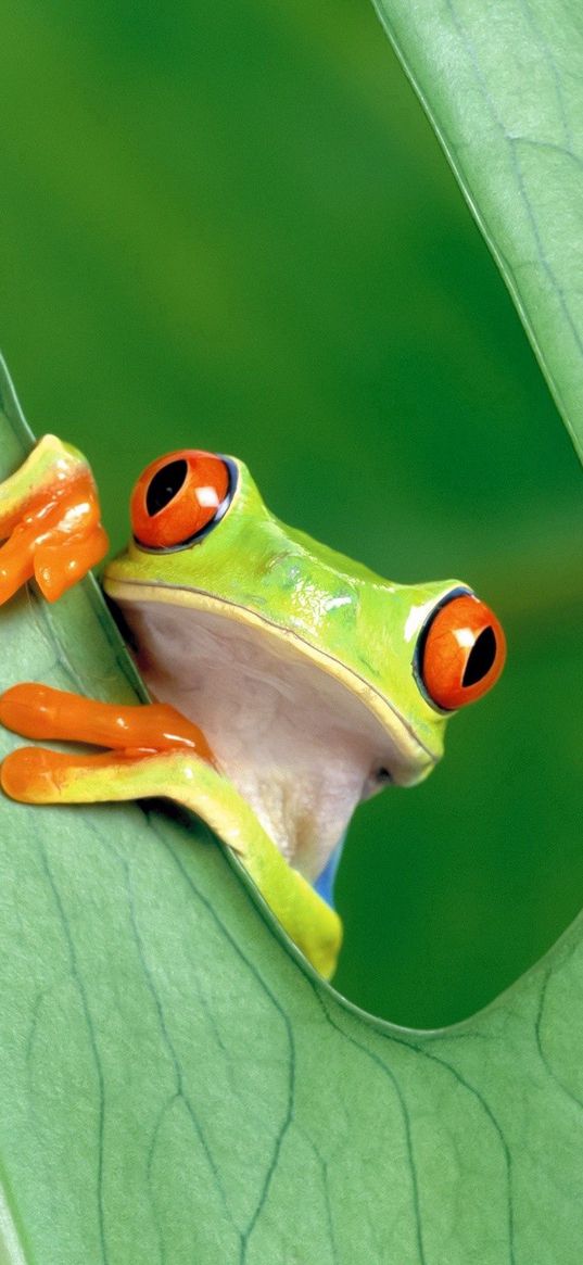 frog, leaf, grass, peek