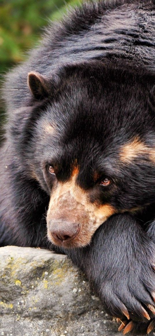 bear, sad, down, lonely, waiting